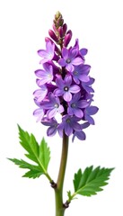 Naklejka premium Close-up of vivid purple lucerne flowers with fresh green leaves isolated on white background, isolated, white background