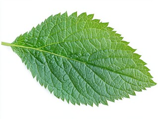 Fototapeta premium Fresh and textured nettle leaf displayed on a crisp white background highlighting its intricate surface details