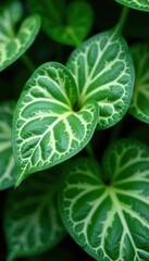 Close up of white-veined leaves of Fittonia verschaffeltii plant in Atlanta Botanical Garden,  close up,  houseplant