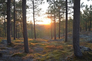 Obraz premium Peaceful forest with soft sunlight filtering through trees and mossy ground