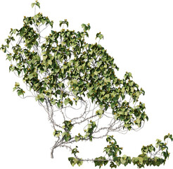 ivy, climbing plant, wall plant, vine, edge plant
