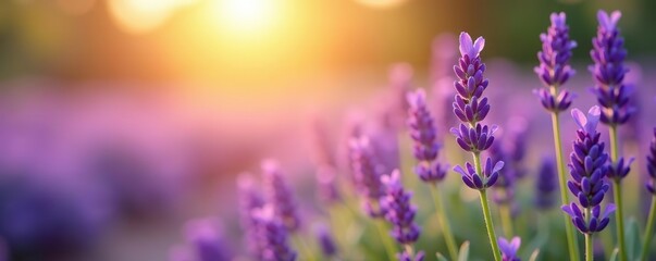 Fototapeta premium Close-up image of blooming lavender flowers in a field under the soft sunlight, flowers, sunlight