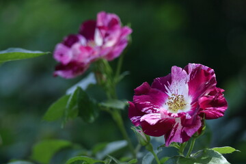 Fototapeta premium 花の女王