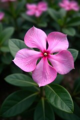 Close up of a beautiful pink periwinkle flower in full bloom,  periwinkle,  petal