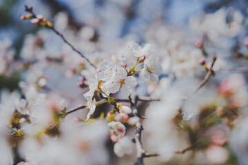 桜
