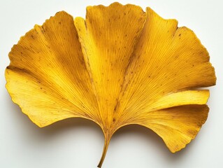 Naklejka premium A striking golden-yellow ginkgo leaf displaying its unique fan shape against a crisp white background for nature lovers