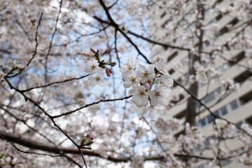 日本、大阪、春、桜、青空、花
