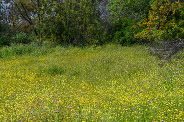 Champ de fleurs au printemps