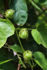Close-up of vibrant green passiflora foetida fruit among lush foliage.