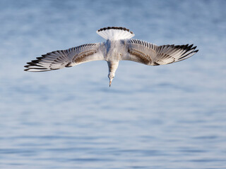 The half-grown black-headed gull , Larus ridibundus , flying down , wings spread , diving