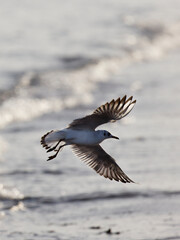 The half-grown black-headed gull , Larus ridibundus , flying , wings spread , against the sun light