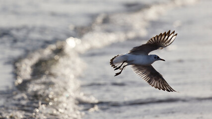 The half-grown black-headed gull , Larus ridibundus , flying , wings spread , against the sun light