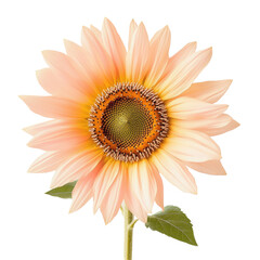 Fototapeta premium Peach Pastel Sunflower on transparent background