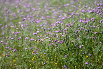 Champ de fleurs de chardon au printemps