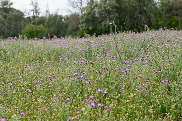 Champ de fleurs de chardon au printemps
