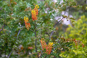 Gros plan sur des fleurs d'acacia