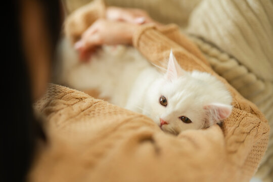 Cross shoulder of young Asian woman in brown sweater sitting on bed and embrace her white fluffy kitten , looking at camera while little cat feel sleepy. Bonding between pet and owner concept.