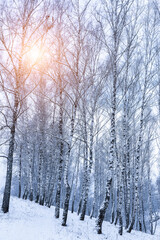 Naklejka premium Birch grove after a snowfall on a winter. Sunlight breaking through the branches.