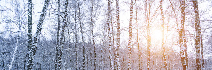 Birch grove after a snowfall on a winter. Sunlight breaking through the branches.