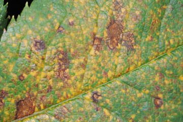 Rosenrost, Phragmidium mucronatum