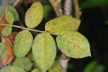 Rosenrost,  Phragmidium mucronatum