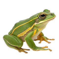 Obraz premium Green Tree Frog AI Generated Image
