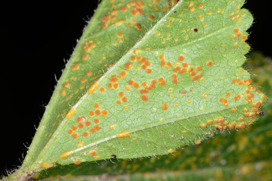  Malvenrost, Puccinia malvacearum, Malvenblatt