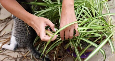 Woman inspects potted plant and notices dry leaves. Female gardener holds pot with hand and removes shriveled leaves from plant sitting on floor