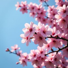 Fototapeta premium Sakura tree in full bloom with pink flowers against blue sky, scenery, petals, serene
