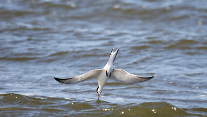 Common Tern (Sterna hirundo) diving , wings spread , beak touch water