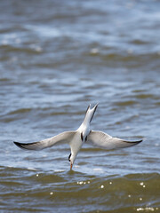 Common Tern (Sterna hirundo) diving , wings spread , beak touch water