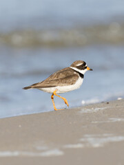 Ringed plover, Charadrius hiaticula walking on the beach