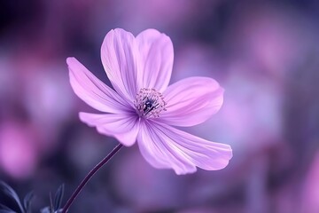 Fototapeta premium A Serene Soft Pink Flower with Dreamy Blurred Edges