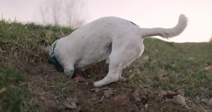 A white dog is buried halfway in a hole, energetically digging in the dirt