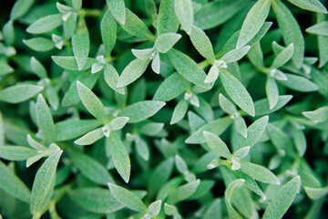The background is made of small green leaves. Natural texture.