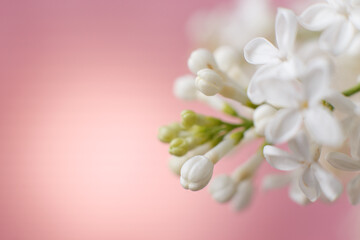 white lilac flower branch on a pink background with copy space for your text