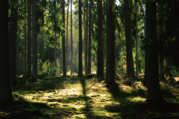 morning in the forest