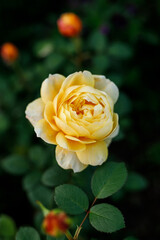 Yellow bush roses blooming outdoors
