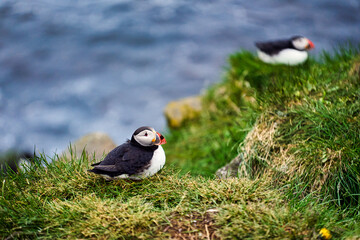 Puffins in Borgarfjörður Eystri reserve sanctuary. Iceland