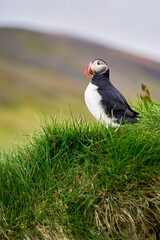 Puffins in Borgarfjörður Eystri reserve sanctuary. Iceland