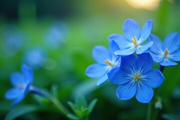 Close-up shot of vibrant blue flowers in full bloom,  vibrant,  botany