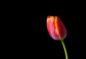 Single vibrant tulip, fully bloomed, against a stark black background, colorful, vegetable