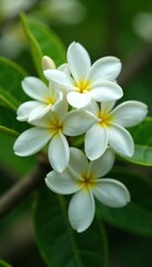 Cluster of white neroli flowers and buds from an orange tree,  nature,  natural