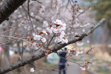 cherry tree blossom