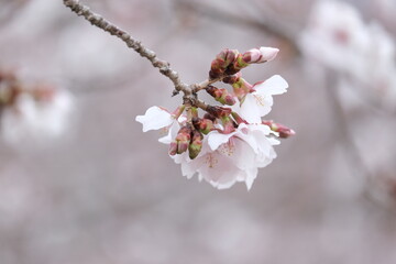 cherry blossom in spring