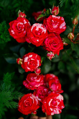 Beautiful red rose Bush red roses, bouquet of red roses
