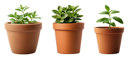 Obraz premium Trio of potted plants in terracotta pots