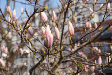 Magnolia Buds in Urban Landscape during Early Spring