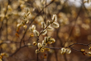 The willow blossoms. Outside are willow branches with fluffy flowering buds. Feast of Holy Easter