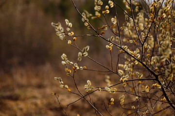 The willow blossoms. Outside are willow branches with fluffy flowering buds. Feast of Holy Easter